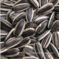 Professional Exporting High Quality Sunflower Seeds